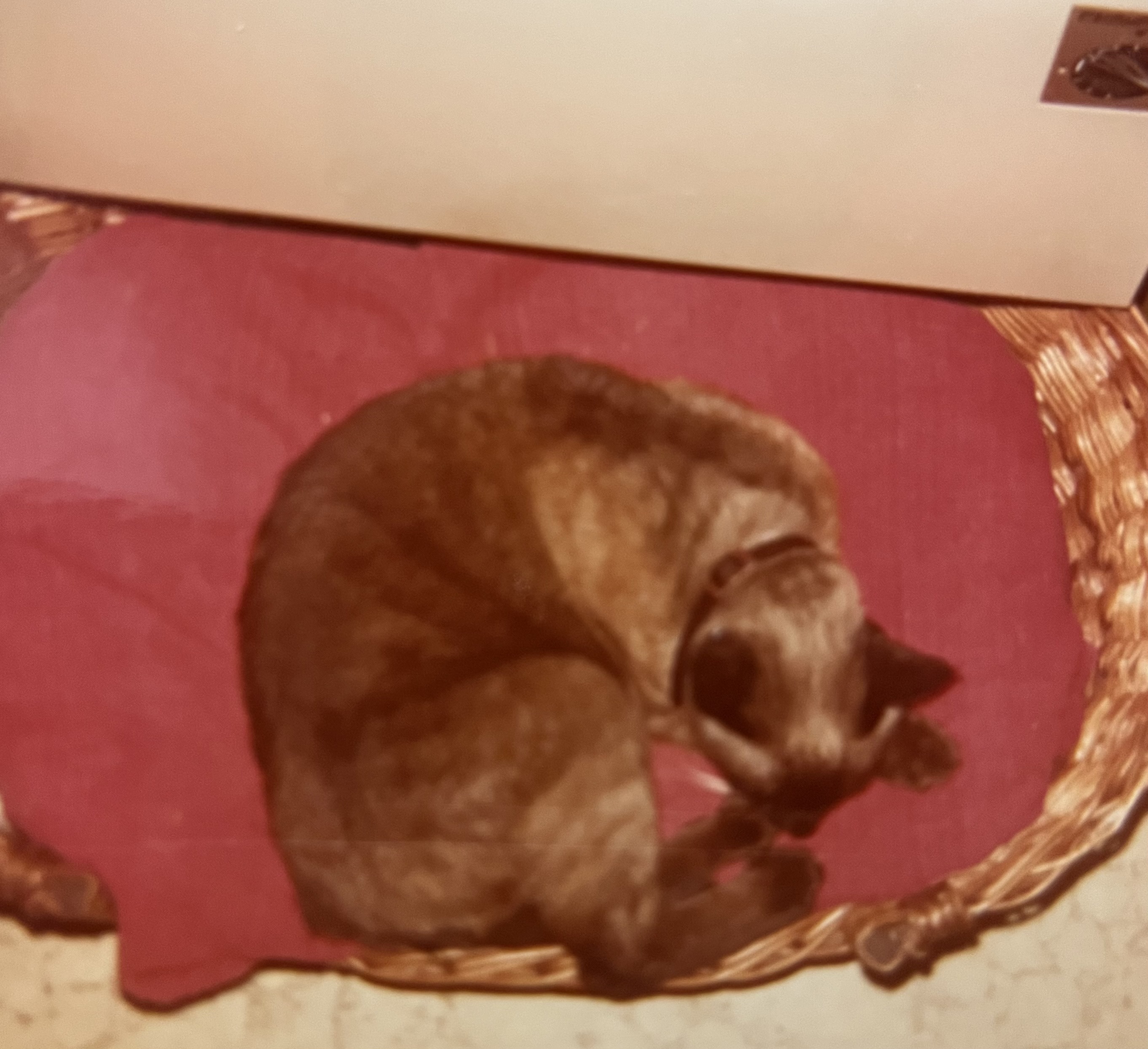 Poussy